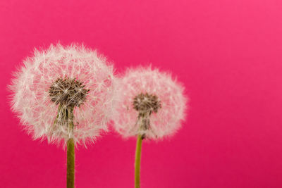 Close-up of pink flower against red background