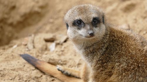 Close-up of an meerkat