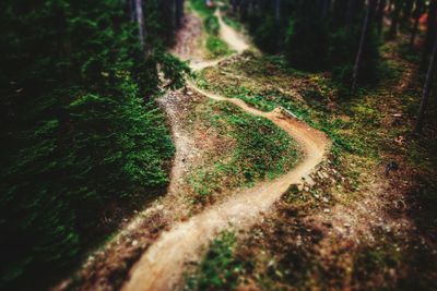 Dirt road passing through forest