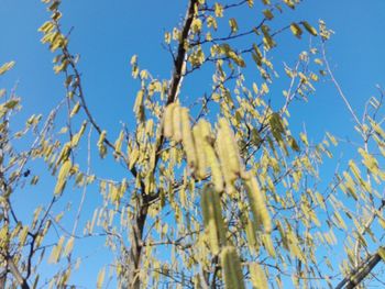 Low angle view of flowering plant against blue sky