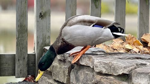 Close-up of bird perching on wooden post