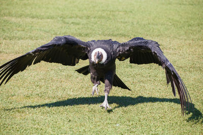 Vulture flying on over grassy field