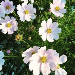 Close-up of cosmos flowers blooming outdoors