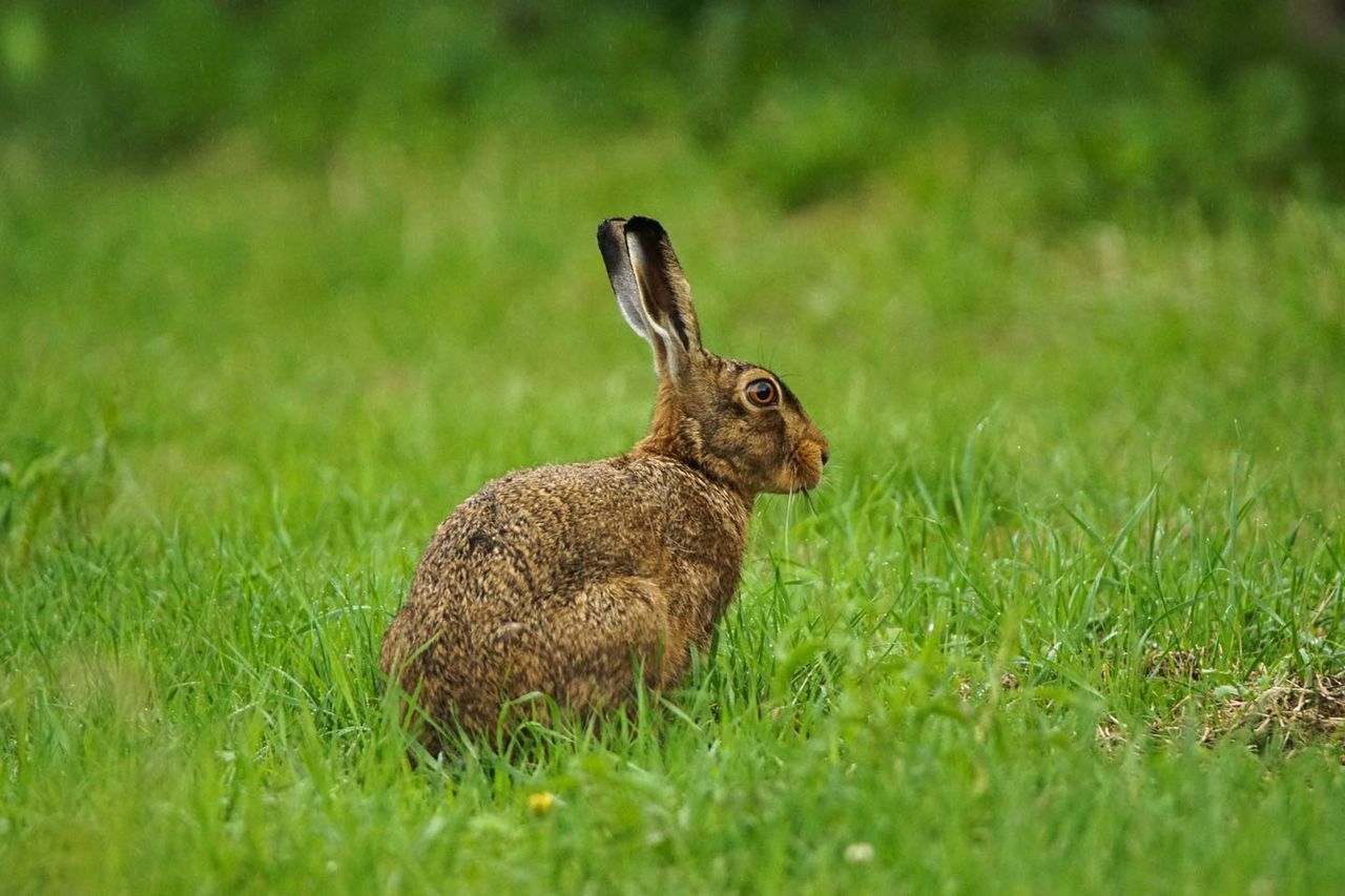 SIDE VIEW OF A REPTILE ON FIELD