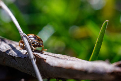 Close-up of insect on plant