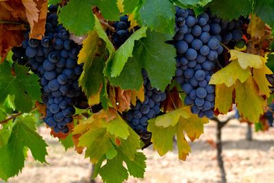 Close-up of grapes growing in vineyard