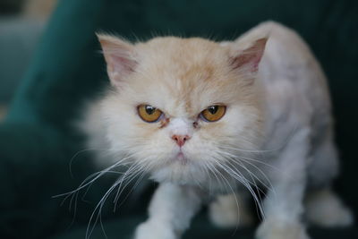 Close-up portrait of a cat