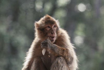 Close-up of monkey