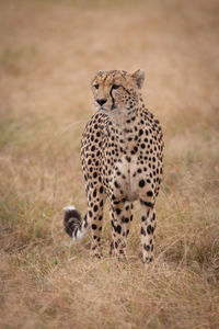 Cheetah on grassy field 