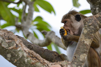Low angle view of monkey eating tree