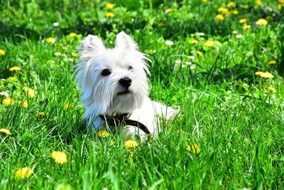 White dog on field