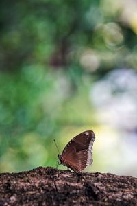 Close-up of butterfly perching on leaf