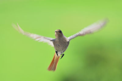 Close-up of bird flying
