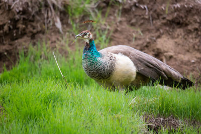 Peacock in a field