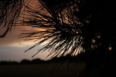 Close-up of silhouette palm trees against sky at sunset