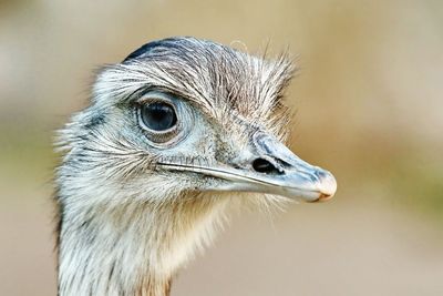 Close-up of owl