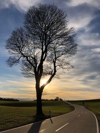 Tree by road against sky