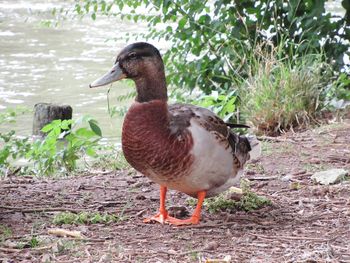 Duck in a lake