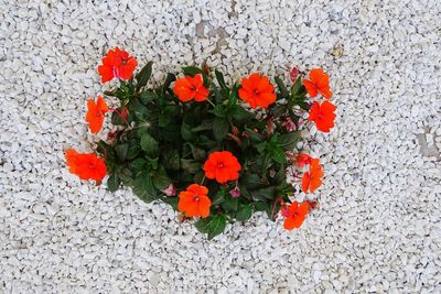 High angle view of red flowering plant