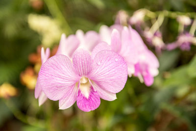 Close-up of pink flowers blooming outdoors