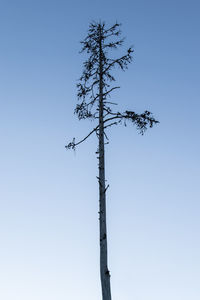 Low angle view of tree against clear sky