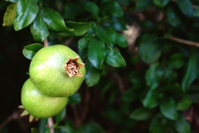 Close-up of pomegranates growing on tree