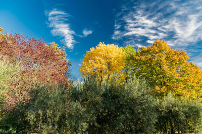 Low angle view of yellow flowers against trees