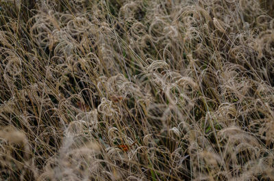 Plants growing on field