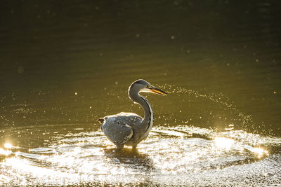 Bird on a lake