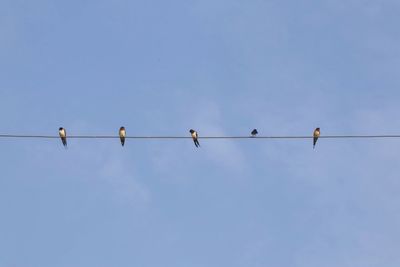 Low angle view of birds perching on cable