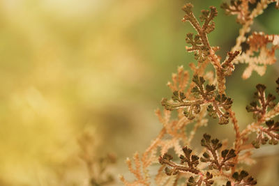 Close-up of flowering plant