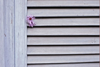 Full frame shot of pink flowers growing on wood