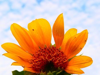 Close-up of yellow flower against sky