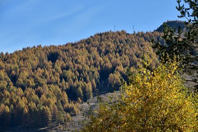 Scenic view of forest against sky during autumn