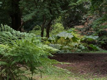 Trees in forest