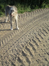 View of a dog on sand