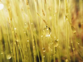 Close-up of water drops on grass