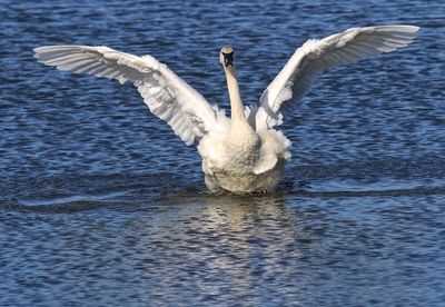 Close-up of swan in lake