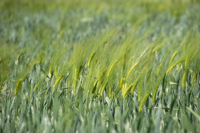 Close-up of wheat growing on field