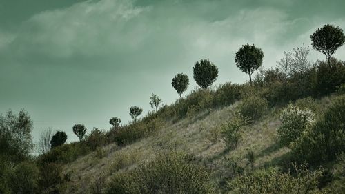 Low angle view of trees on field against sky