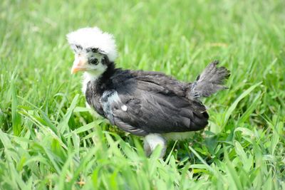 Close-up of bird on field