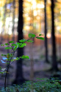 Close-up of fresh green plants in forest
