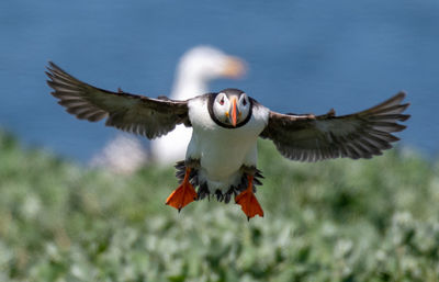 Puffin flying over plants against sky