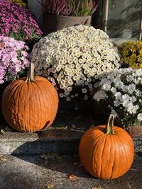 View of pumpkins on plant during autumn