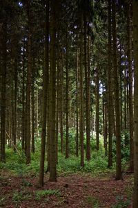 Trees in forest