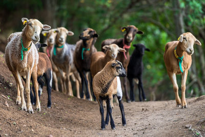 Goats at the anaga mountain
