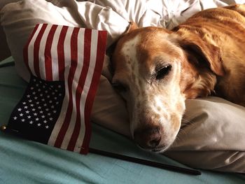 Dog on blanket