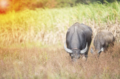 Buffalo are eating grass on meadow.