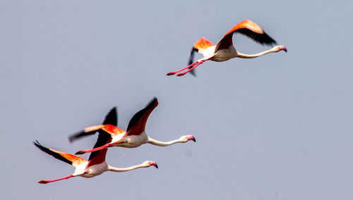 Bird flying against the sky