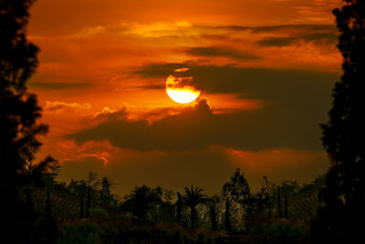 Scenic view of forest against orange sky